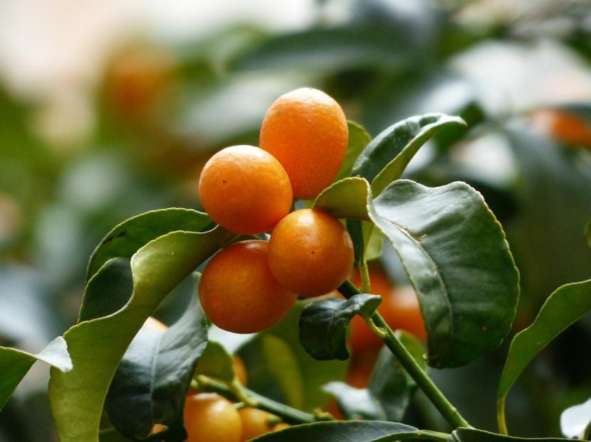 Cómo cultivar un naranjo chino o kumquat en maceta