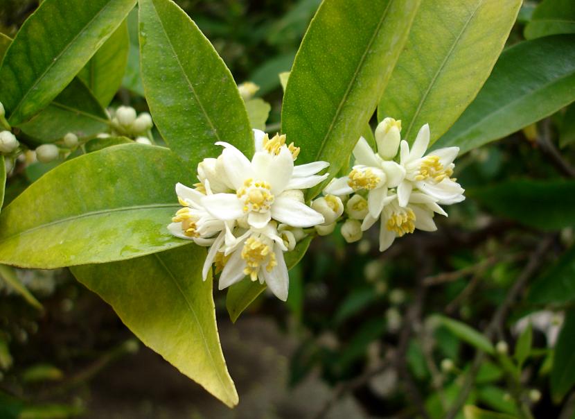 Flores de Kumquat