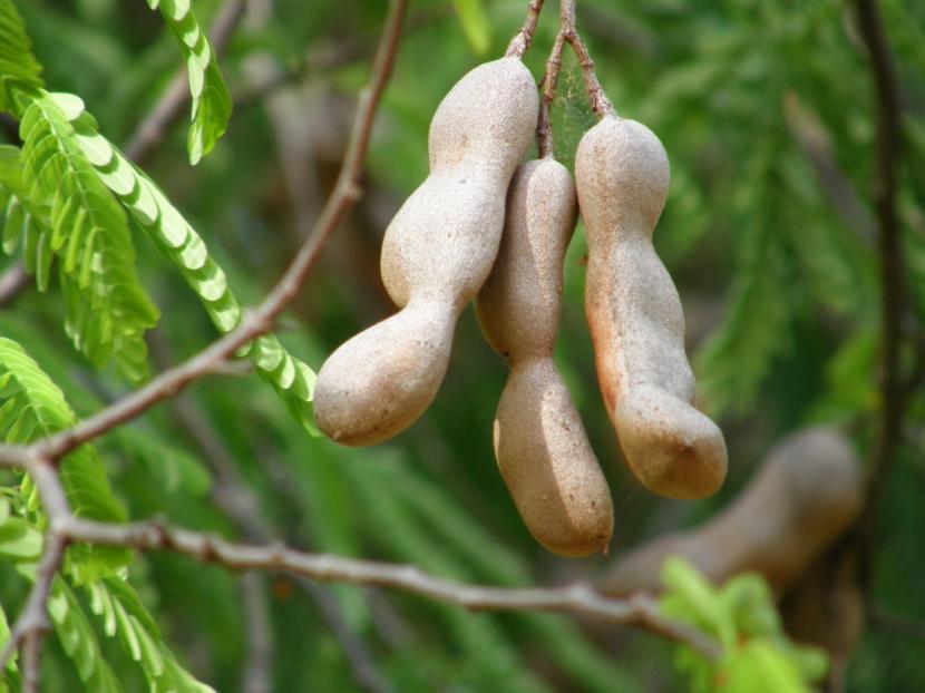 La fruta del tamarindo: cómo es, a qué sabe y para qué sirve