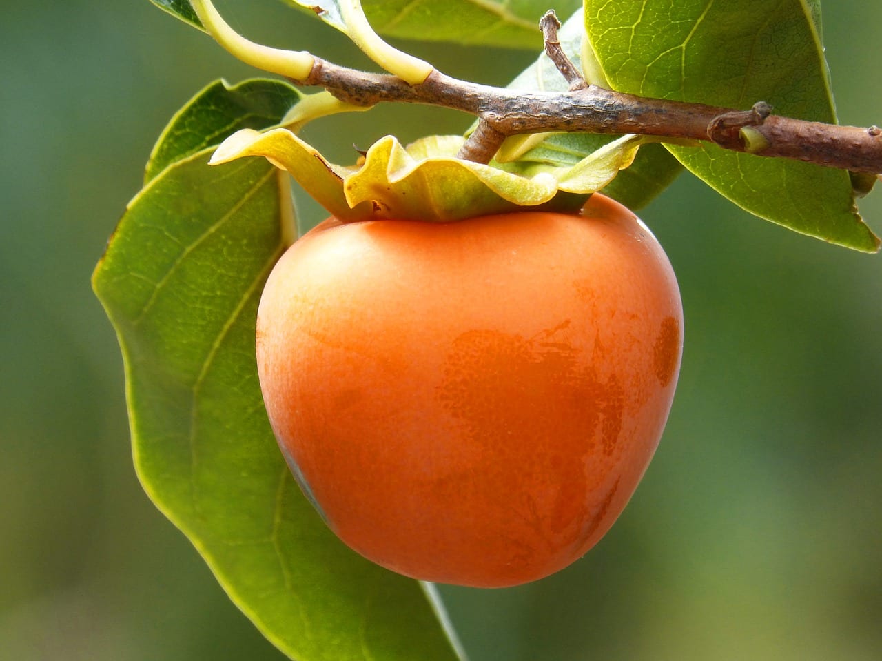 Fruta del palosanto: cómo es, cuándo se coge y usos