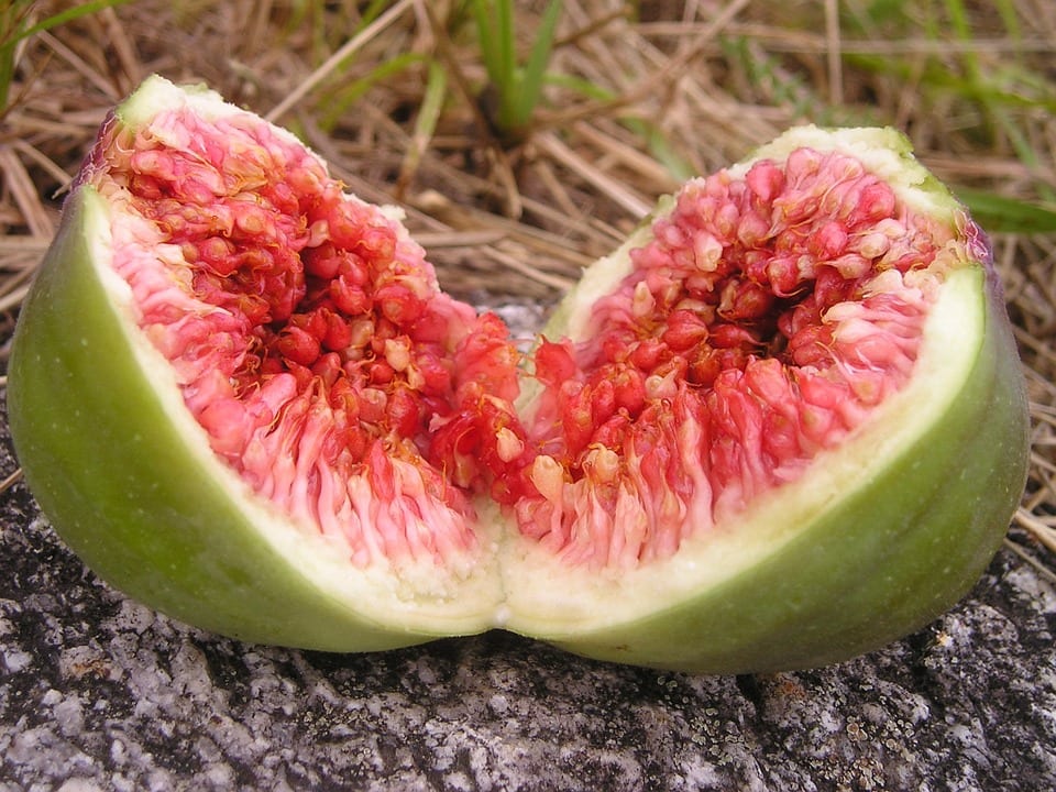 Germinar semillas de higo: guía paso a paso