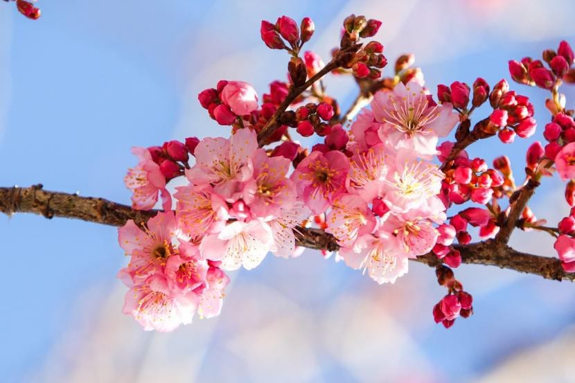 Flores de cerezo