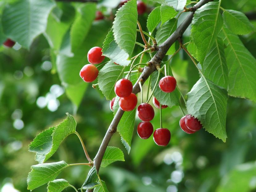 Cómo plantar un cerezo: patrón, polinización y suelo
