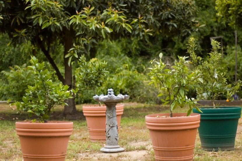 Kumquat en maceta
