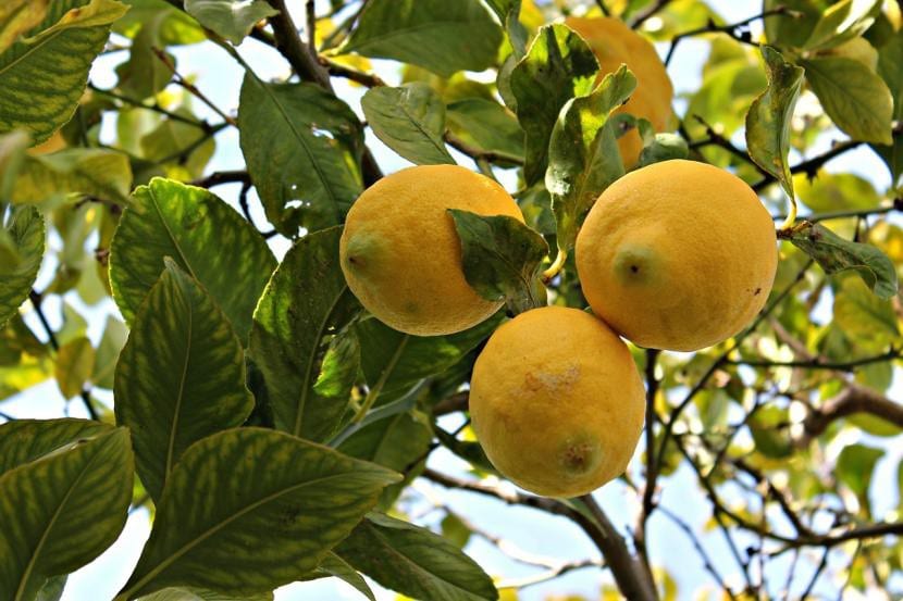 Limonero