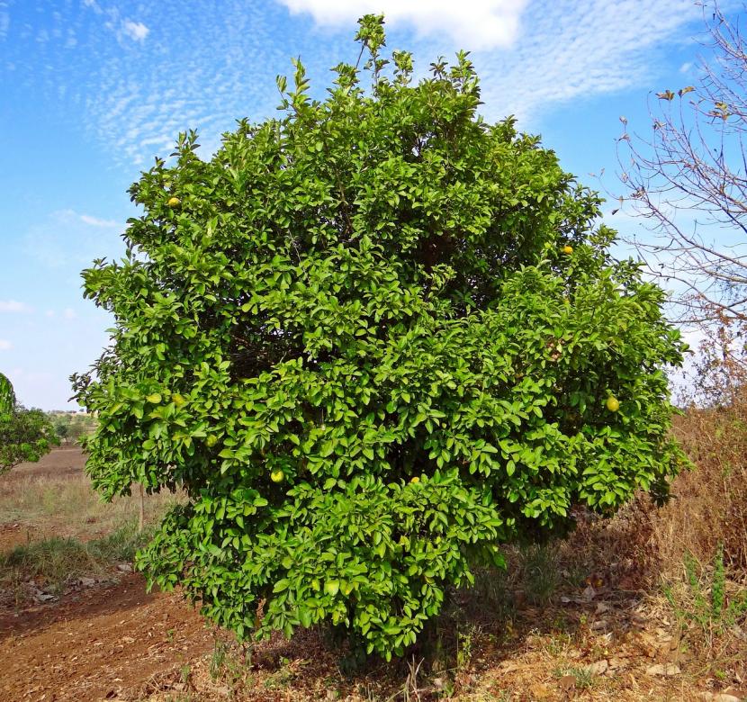 Árbol de limonero