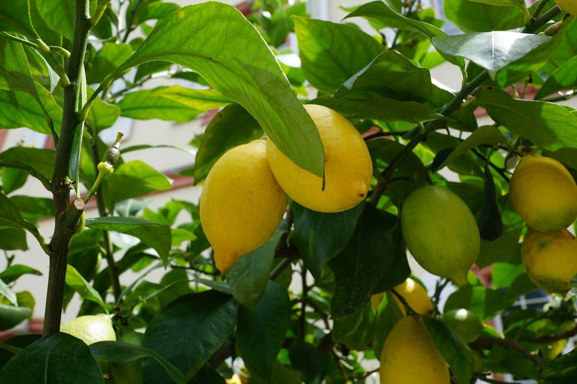 Cómo plantar un limonero: patrón, época y drenaje