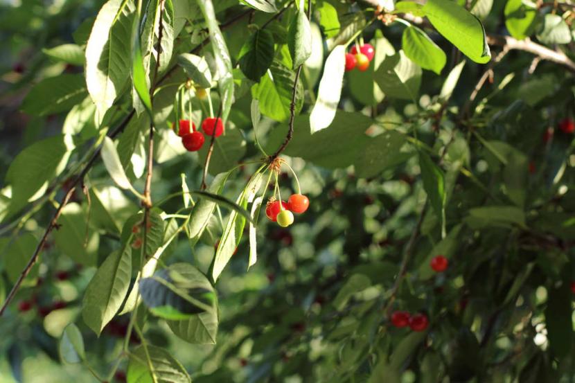 Cerezas
