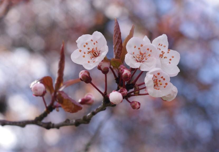 Flores de cerezo