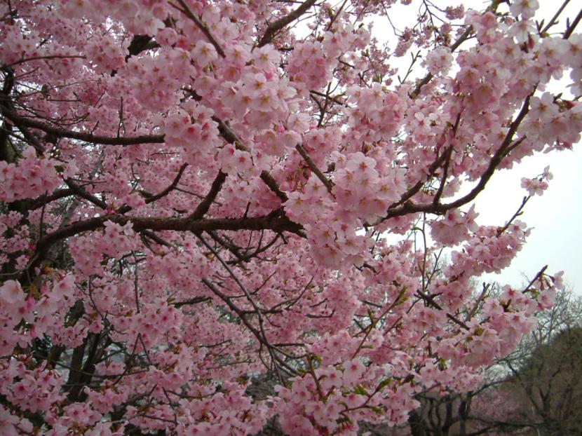 Cómo podar un cerezo