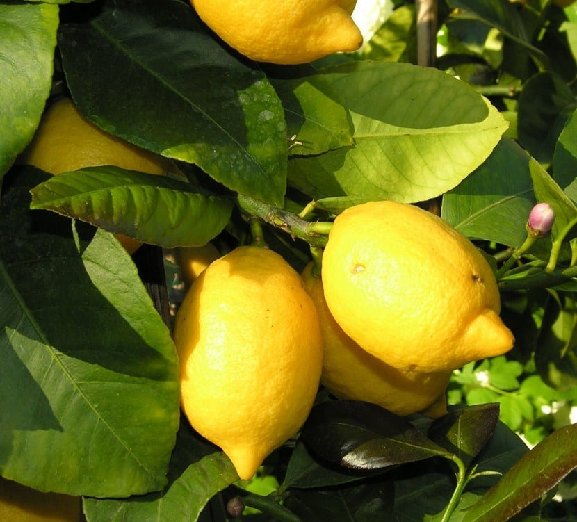 Limonero