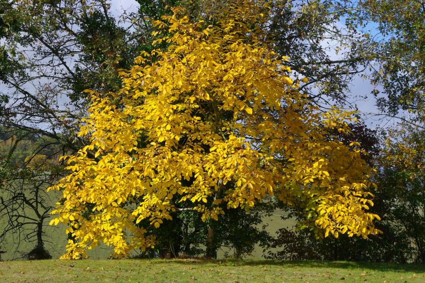 Nogal en otoño