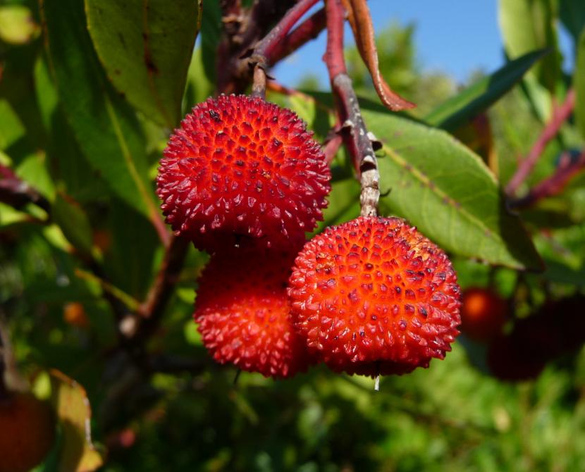Arbutus unedo