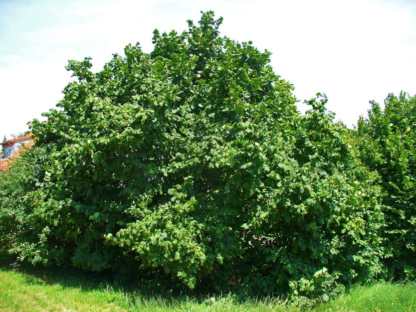 Avellano