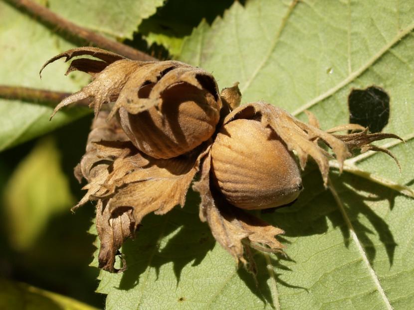 Frutos del avellano