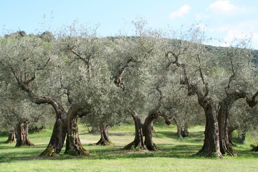 Olivos adultos plantados en secano