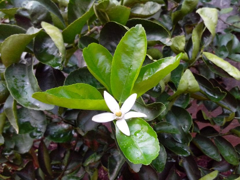Flor de limonero