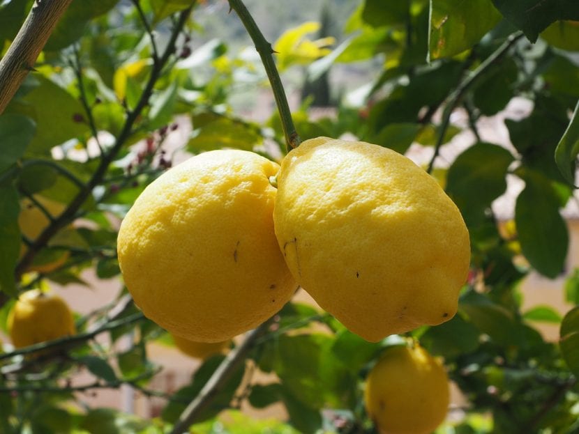 Limones