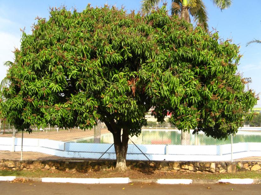 Árbol de mango