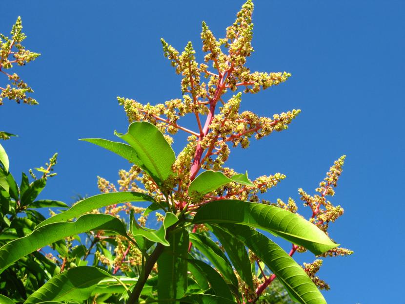 Flores de mango