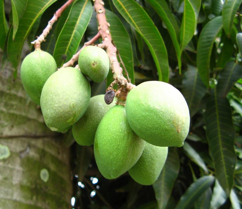 Fruto del mango
