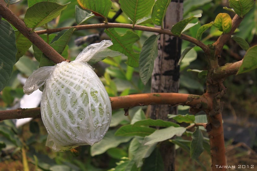embolsado de fruta