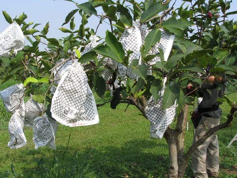 Cuando embolsar la fruta