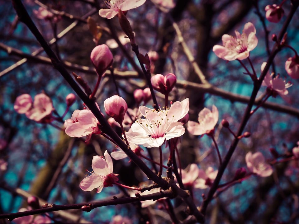 Cuándo florece el almendro en España y por qué