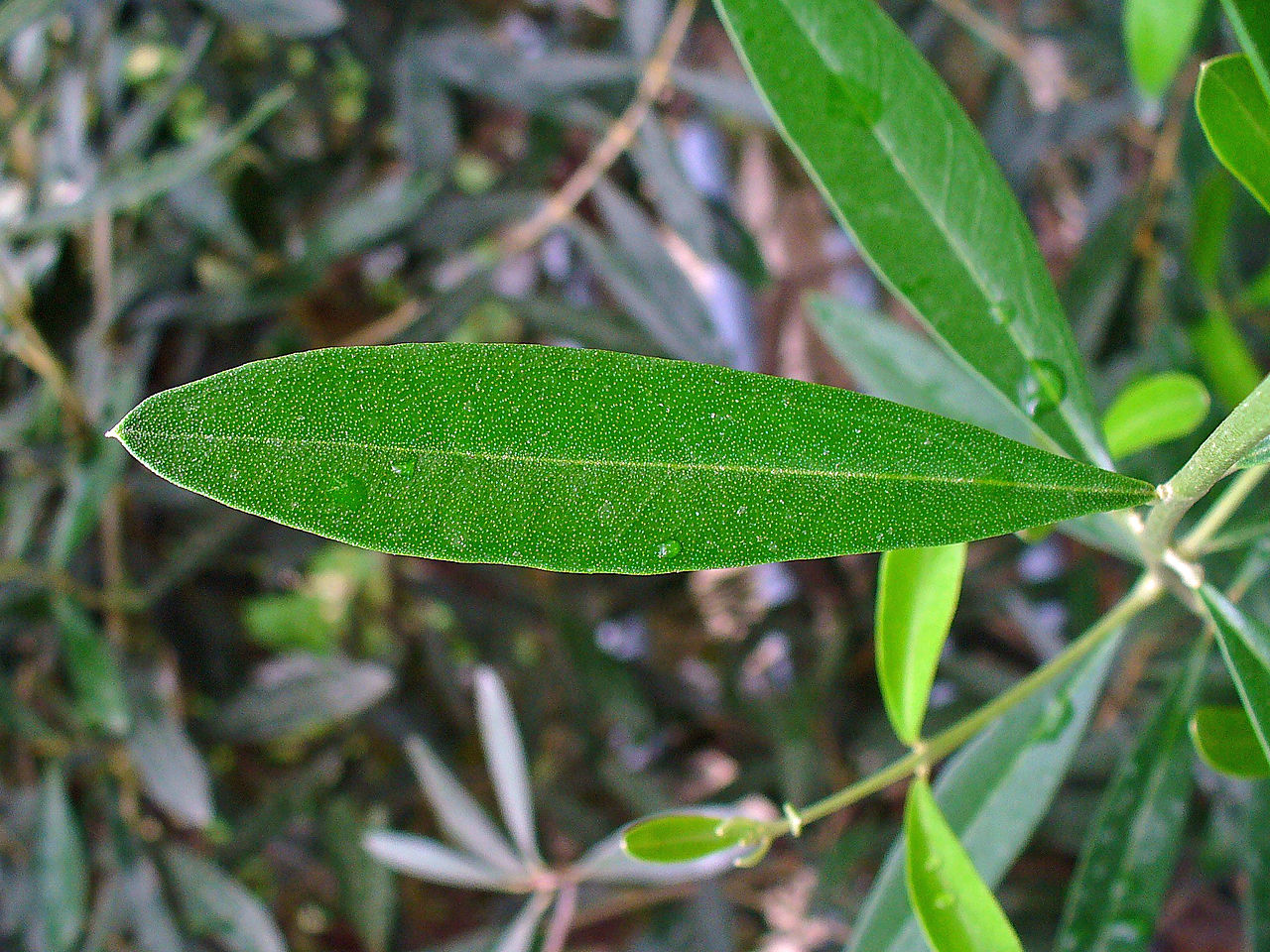 El olivo es un árbol perennifolio