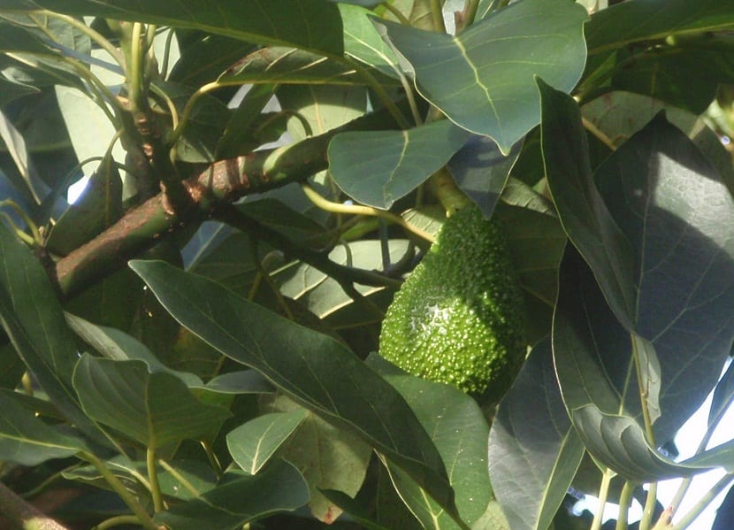 Como hacer un injerto de aguacate