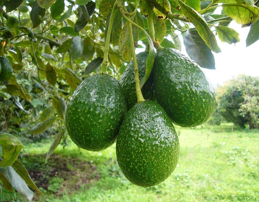 Cuándo injertar un aguacate: época, patrón y técnica