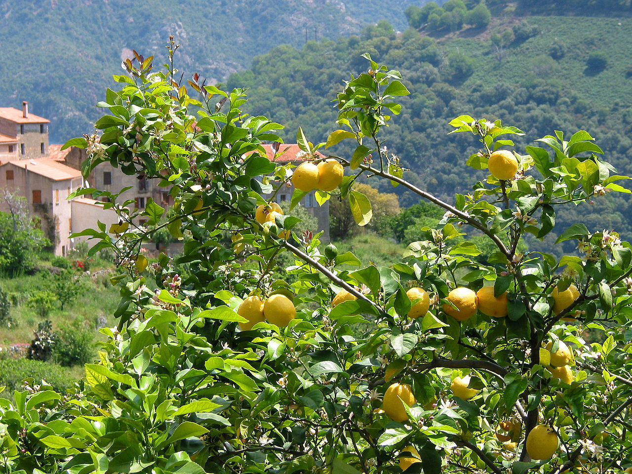 Vista del limonero