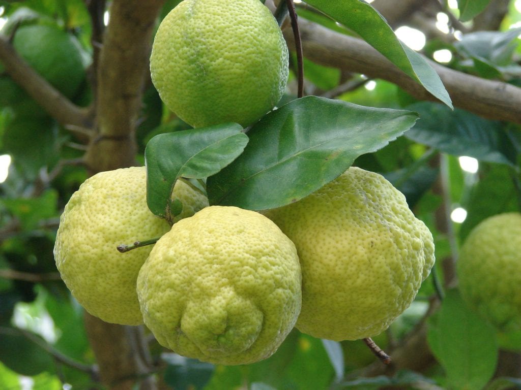 Cuándo plantar un limonero según tu clima y tu zona