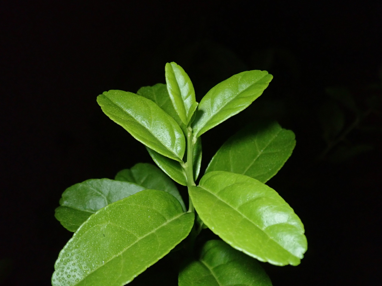 El limonero se planta en primavera
