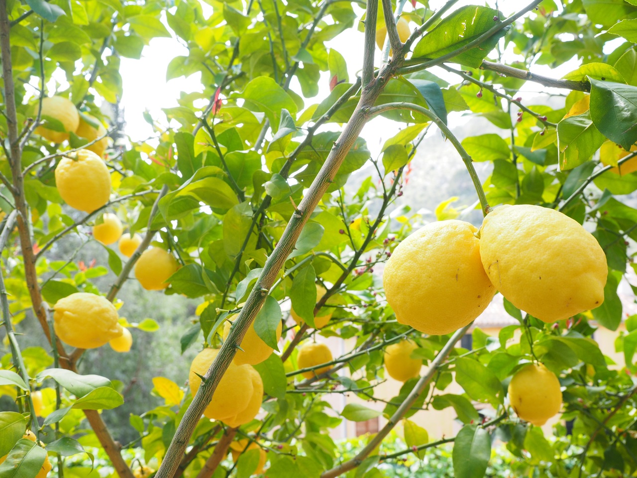 El limonero es un frutal perennifolio