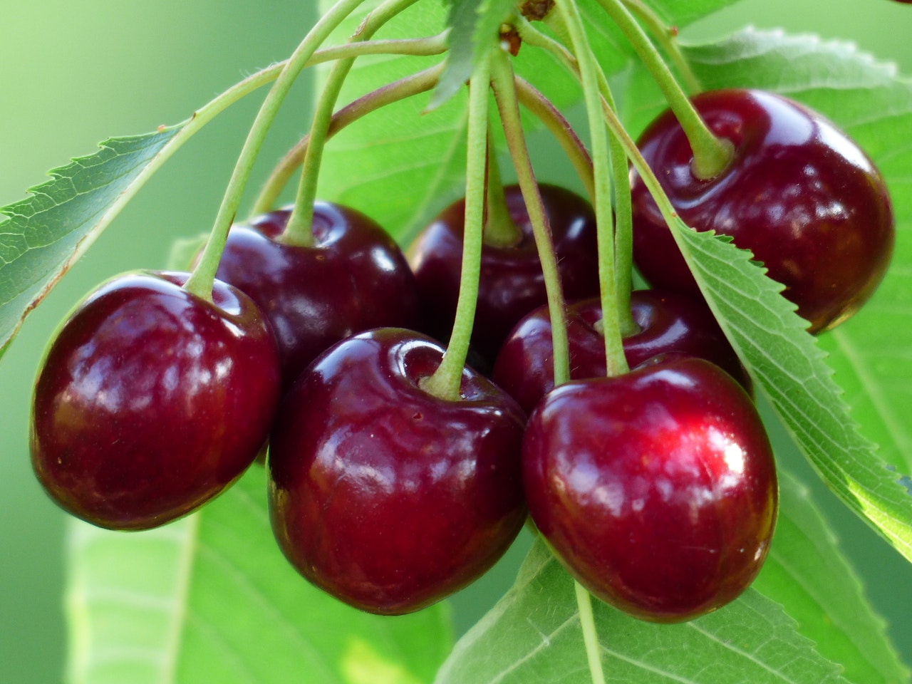 Las cerezas las produce un árbol caducifolio