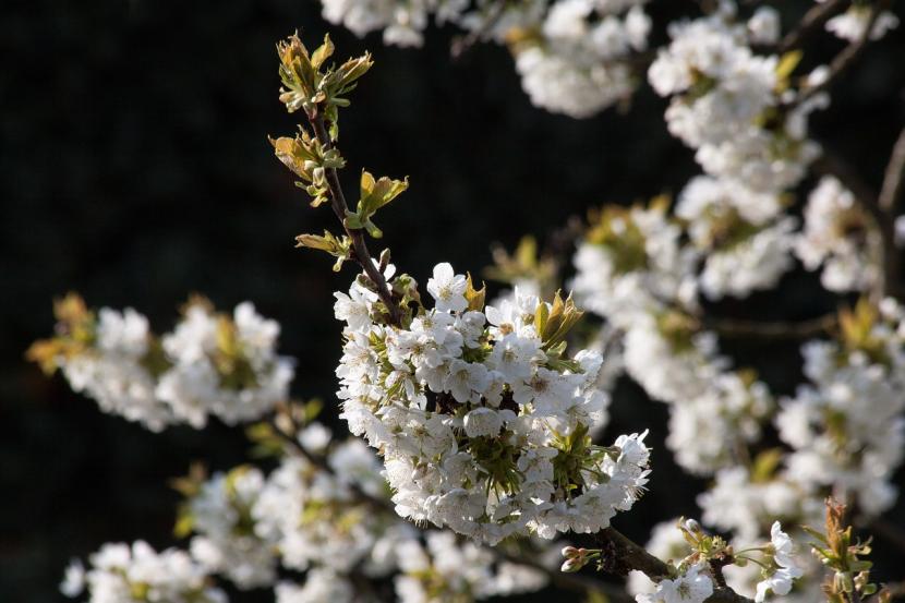 Flores del cerezo