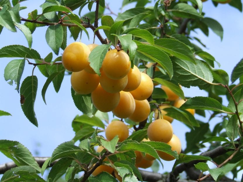 Prunus domestica con frutos