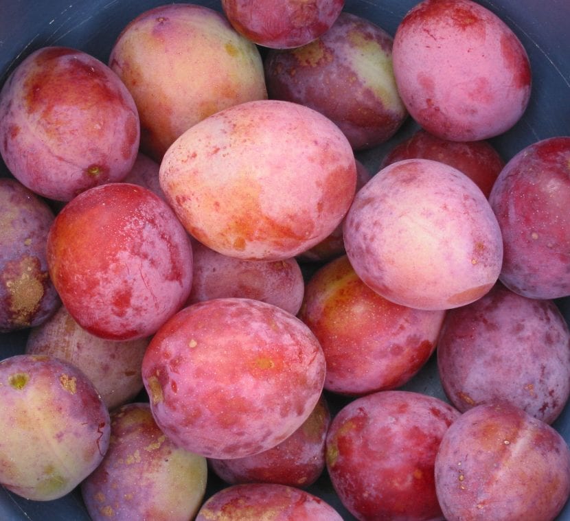 Prunus domestica 'Reina Victoria'