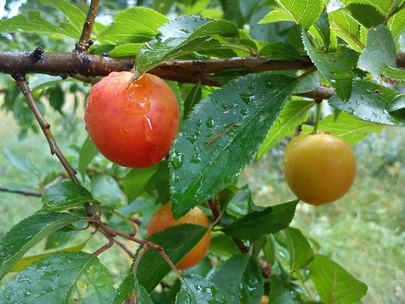 Árbol de ciruelo