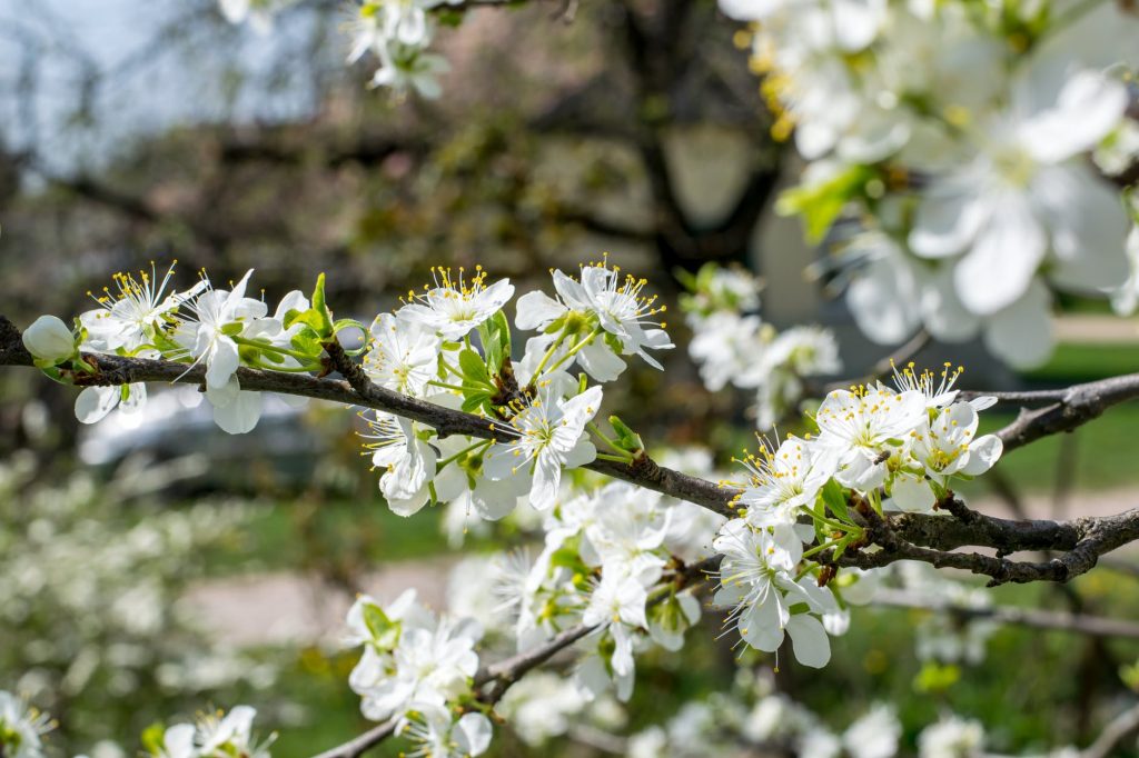 Las flores del ciruelo son blancas