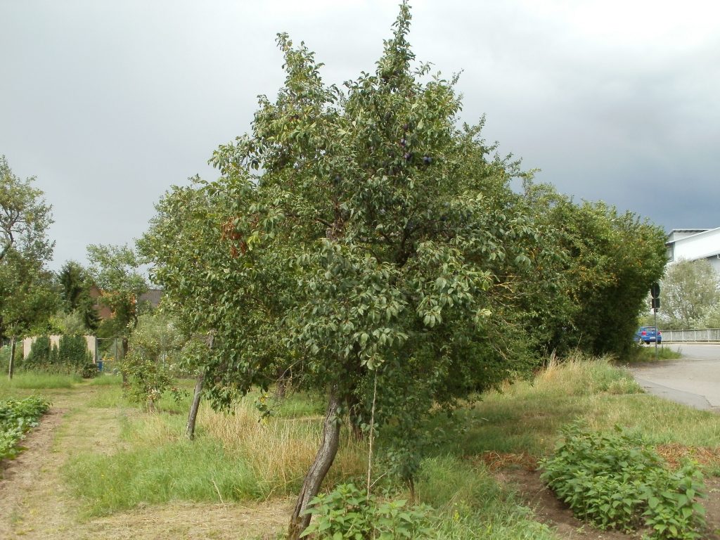 El ciruelo es un frutal