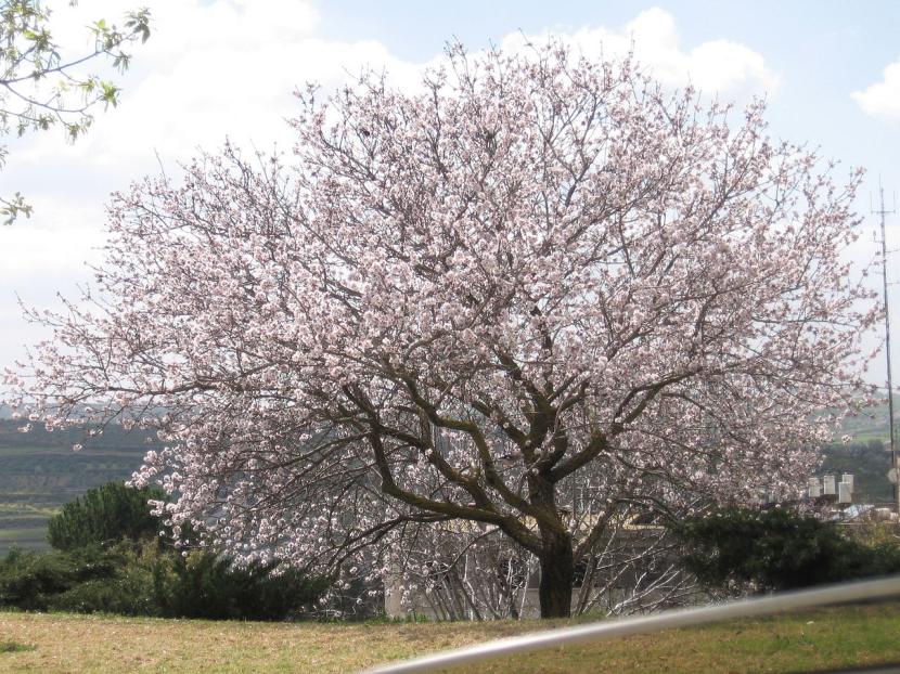 Cuándo se podan los almendros: fechas, variedad y heridas