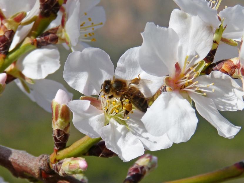 Cu Ndo Se Podan Los Almendros Gu A Completa