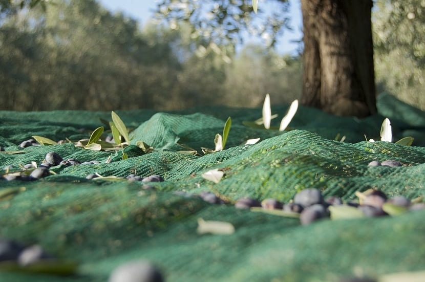 Cuándo se recogen las aceitunas y cómo hacer la recolección