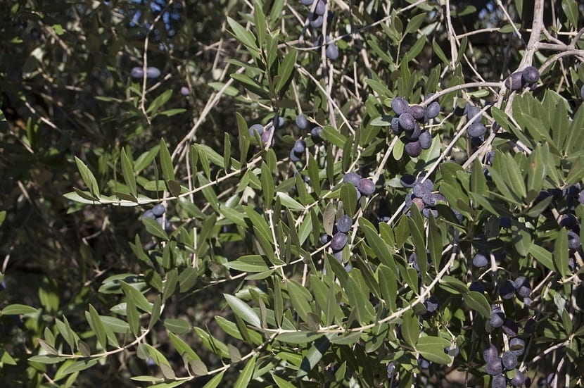 las aceitunas serecogen de octubre a diciembre