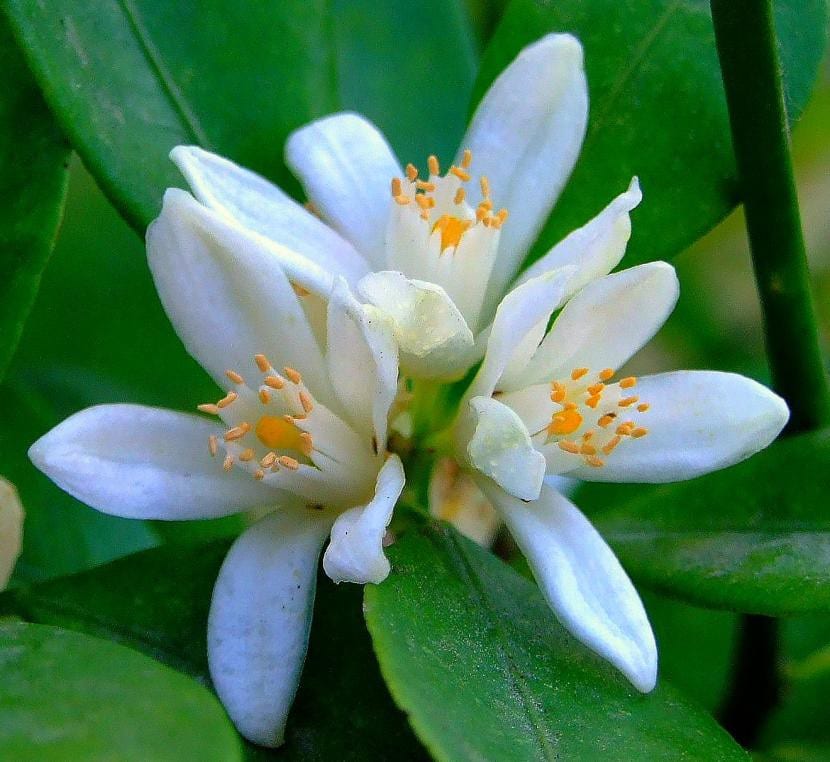 Flor del naranjo