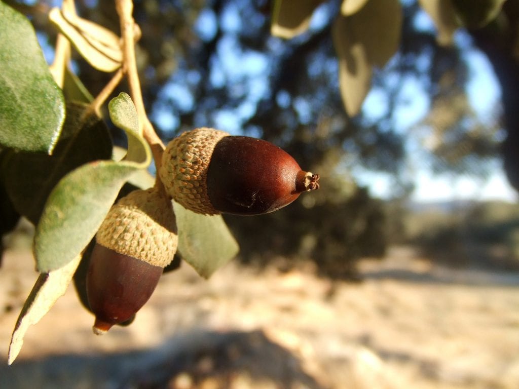 Árbol de bellotas