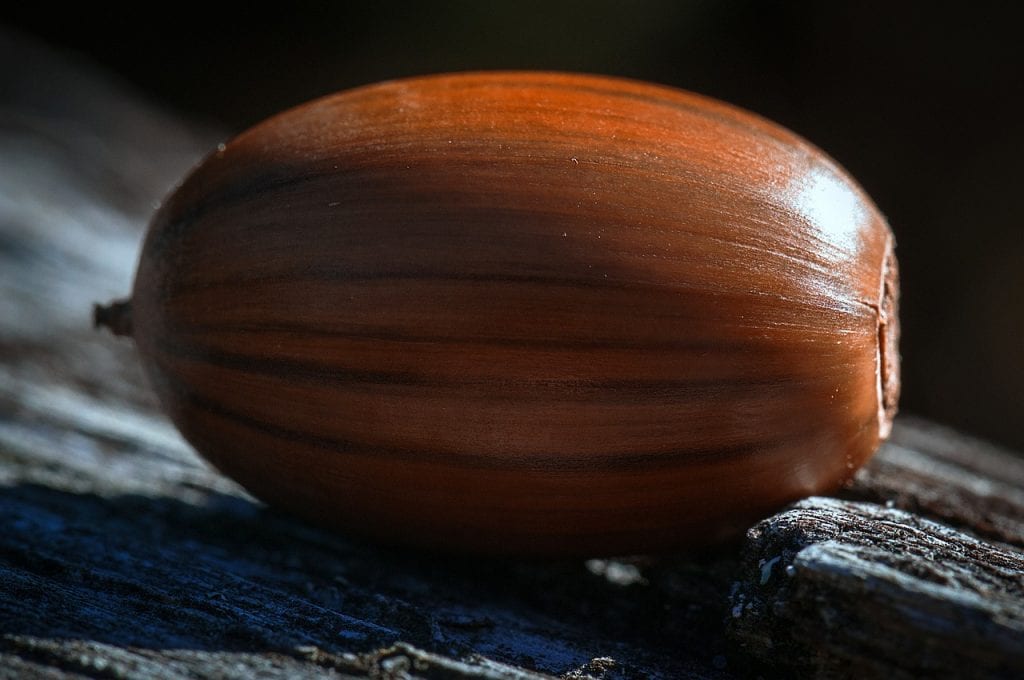 Bellota