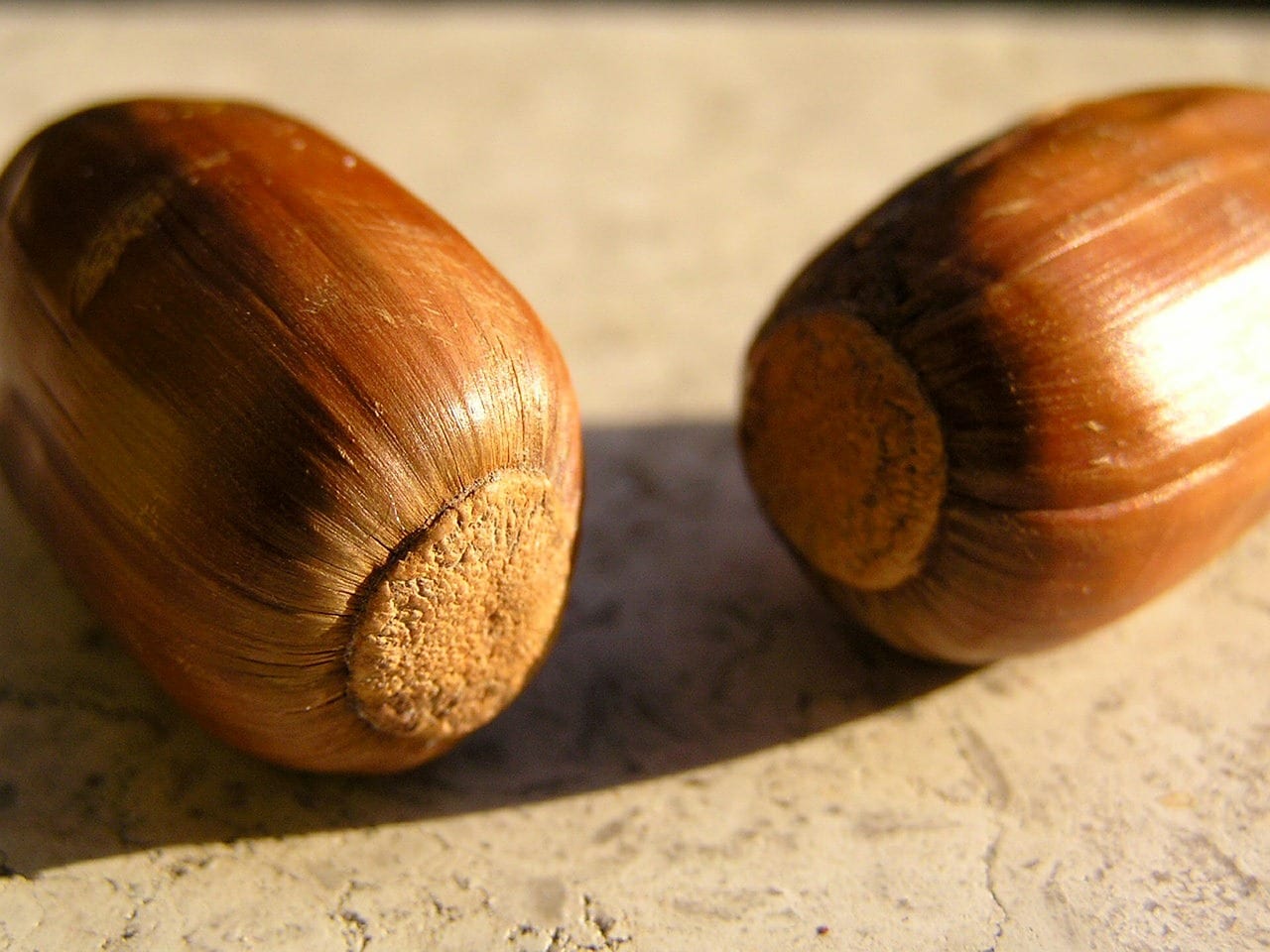 Recolectar bellotas: época, método y conservación